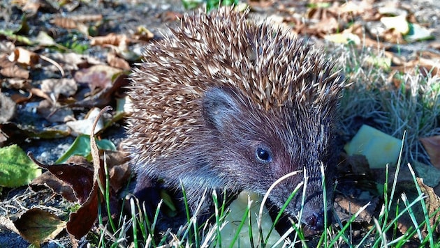 Igel halten Winterschlaf. Dafür müssen sie sich im Herbst eine dicke Speckschicht anfressen. (Bild: Klemens Groh)