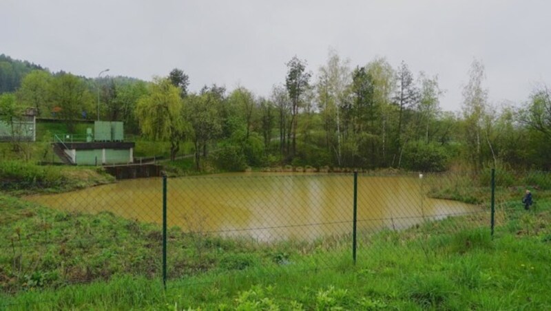 In diesem eingezäunten Teich ist der Schwan gefangen. (Bild: Wallner Hannes/Kronenzeitung)