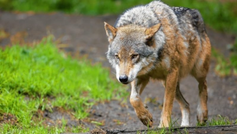 Etwa 30 Wölfe konnten im Vorjahr mittels DNA-Test in Österreich nachgewiesen werden. (Bild: GERHARD SCHIEL)