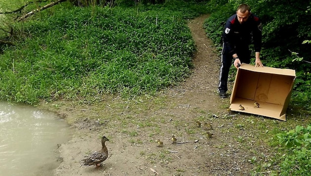 Nach der gelungenen Rettung wird die Entenfamilie an der Steyr frei gelassen (Bild: Polizei OÖ)