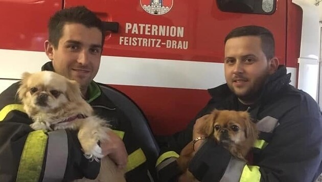 Diese Vierbeiner retteten die Feuerwehrmänner. (Bild: FF Feistritz/Drau)