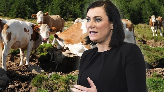 Landwirtschaftsministerin Köstinger begrüßte die Ansagen des EU-Landwirtschaftskomissars. (Bild: APA/BARBARA GINDL, APA/ROBERT JAEGER, krone.at-Grafik)