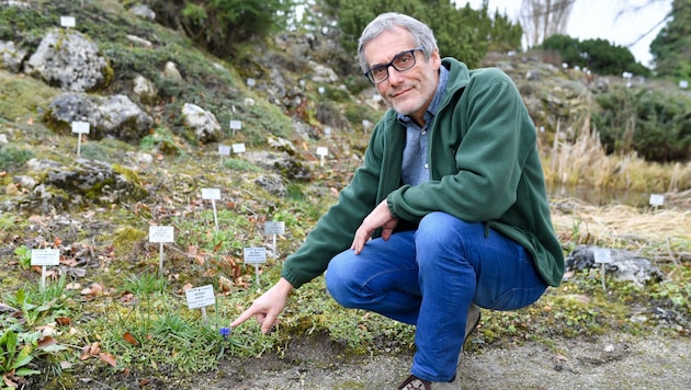 Fritz Schwarz, Leiter des Botanischen Gartens Linz, im Alpinum, wo seltene Enziane gedeihen. (Bild: Harald Dostal)