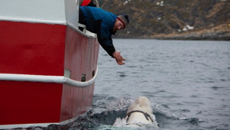 Der zutrauliche Beluga schwamm tagelang neben dem Fischerboot. (Bild: AP)