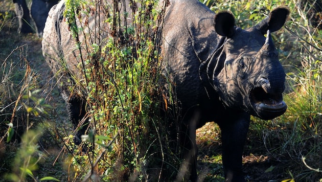Ein Nashorn im Chitwan-Nationalpark (Bild: AFP)