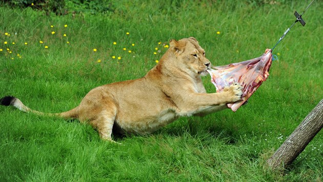 Ein Löwe im Serengeti-Park Hodenhagen während der Fütterung. (Bild: AFP)