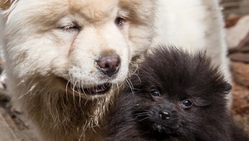 Der Chow Chow und der kleine Pomsky haben im Tierheim offenbar schon Freundschaft geschlossen. (Bild: Christian Forcher)