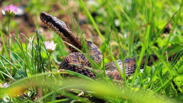 Styria'da deniz seviyesinden 800 metre yükseklikteki bölgelerde yaşar: adder (Bild: Naturschutzjugend/Gebhardt)