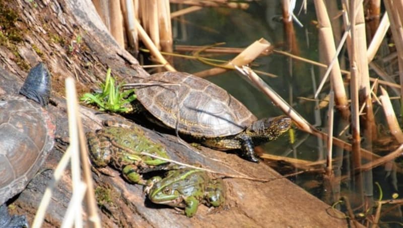 Mittlerweile leider nur noch äußerst selten zu finden: Die Europäische Sumpfschildkröte, die einzige Schildkrötenart Mitteleuropas. (Bild: Naturschutzjugend/Gebhardt)