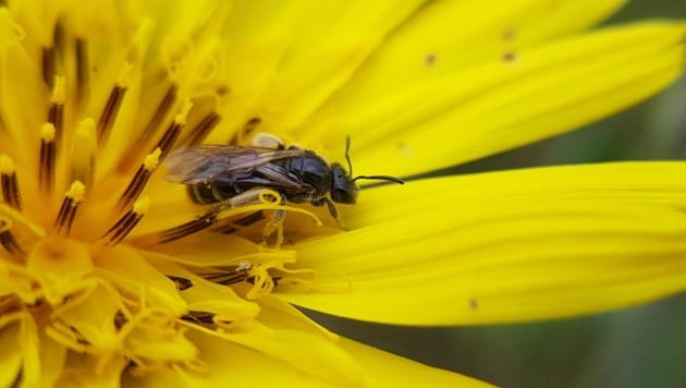 Wildbiene beim Sammeln und Bestäuben (Bild: Werner Pöchinger)