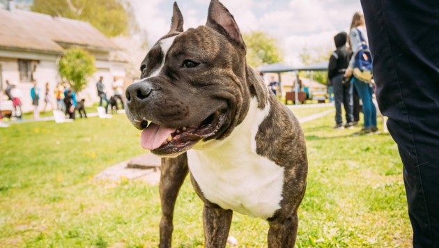 Listenhund Beißt Kleinen Terrier Tot Kroneat