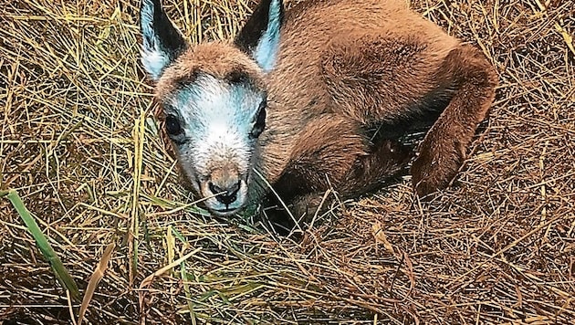 Ein Gamskitz wurde bei „Kleine Wildtiere in großer Not“ abgegeben - mit so einer Herausforderung war der Tierschutzverein noch nie konfrontiert. (Bild: Wildtiere in Not)