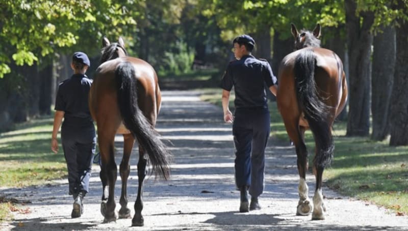 Polizeipferde auf der MilAk in Wiener Neustadt (Bild: APA/HANS KLAUS TECHT)