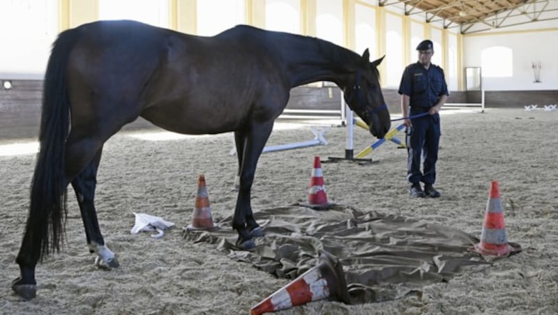 Bei der Ausbildung der Tiere ist Know-how und Feingefühl gefragt. (Bild: APA/HANS KLAUS TECHT)