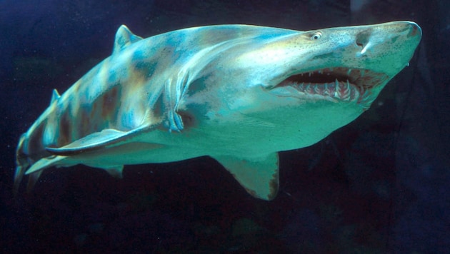 Tiger sharks are found worldwide in tropical, subtropical and warm temperate seas. (Bild: APA/dpa)