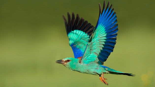 The colorful European Roller is as good as extinct in Styria. (Bild: APA/Michael Tiefenbach)