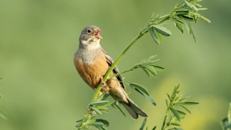 Der Ortolan dürfte bereits vollständig ausgestorben sein. Das letzte Männchen wurde 2015 im Tiroler Inntal gesichtet. (Bild: BirdLife/Michael Dvorak)