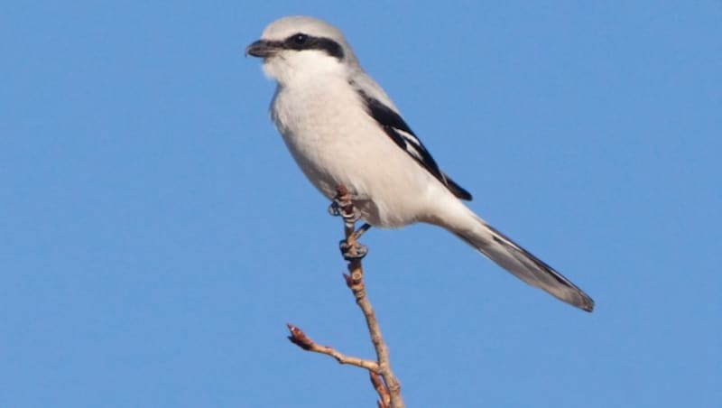 Nur noch fünf Vogelpaare ziehen mittlerweile in Niederösterreich ihre Jungen groß. Vor hundert Jahren noch war der Raubwürger in nahezu allen Bundesländern heimisch. (Bild: BirdLife/Michael Dvorak)