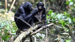 Ein junger männlicher Bonobo mit seiner Mutter (Bild: Max-Planck-Institut für Evolutionäre Anthropologie/Martin Surbeck)