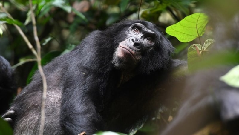 Erwachsener männlicher Bonobo in einem Reservat im Kongo (Bild: © Martin Surbeck, Kokolopori Bonobo Research)