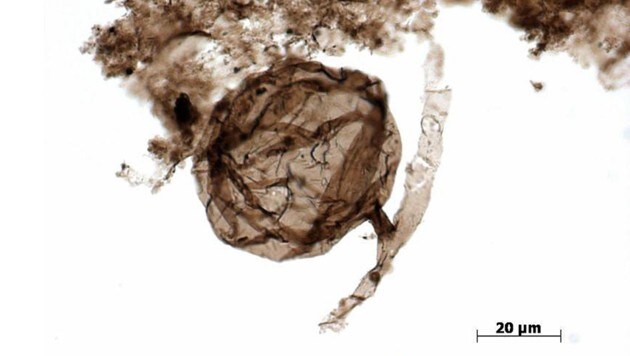 Mikroskopische Aufnahme des Pilzfossils Ourasphaira giraldae (Bild: University of Liège/Corentin C. Loron)