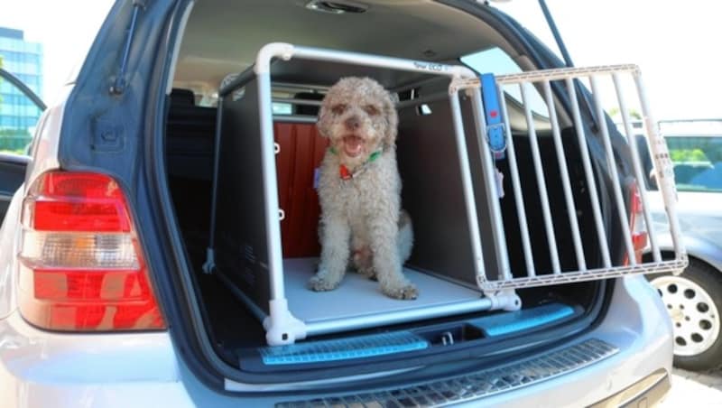 Mit der 4pets ECO Linie sind sämtliche Bedürfnisse, die als Hundehalter beim Transport wichtig sind, abgedeckt: leichte Bedienung, ultrastabil und kratzfeste Seitenwände und Boden. „Gatsby“, der Redaktionshund, fühlt sich sichtlich wohl. Für einen Hingucker sorgt auch das exklusive Halsband. Mit dem Kauf des Halsbandes wird die „Krone Tierecke“ unterstützt (www.pfoten-helfen-pfoten.at) (Bild: Christian Pichler)