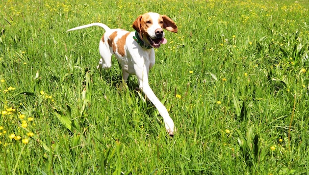 Landidylle? Keineswegs! Unsere Bilder entstanden in der Wiener Hundezone Schwarzenbergpark. (Bild: Christian Pichler)