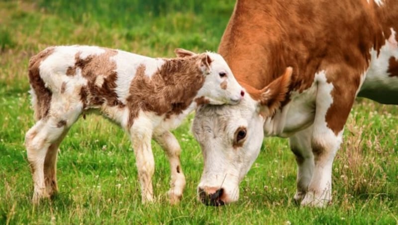 Mutterkühe wollen ihre Kälber beschützen - meist ist das der Grund für Angriffe auf Vierbeiner. (Bild: Getty Images/iStockphoto)
