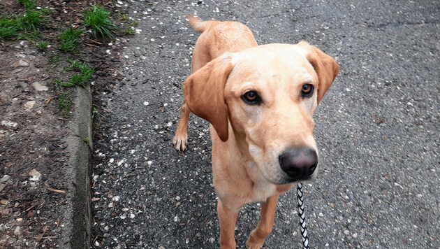 Der Hund wurde von einer aggressiven Bettlerin misshandelt und geschlagen. (Bild: Pfotenhilfe)