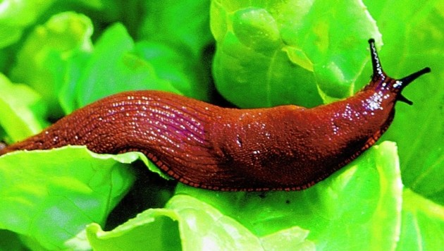 Was Kann Man Gegen Nacktschnecken Im Garten Tun Krone At