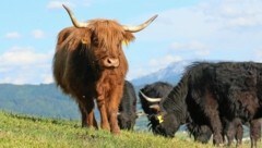 So schauen zufriedene Hochlandrinder aus. Auf einem alternativen Hof in Kärnten sind die Tiere aber so schlecht gehalten worden, dass einige Tiere starben! (Bild: Tomschi Peter)