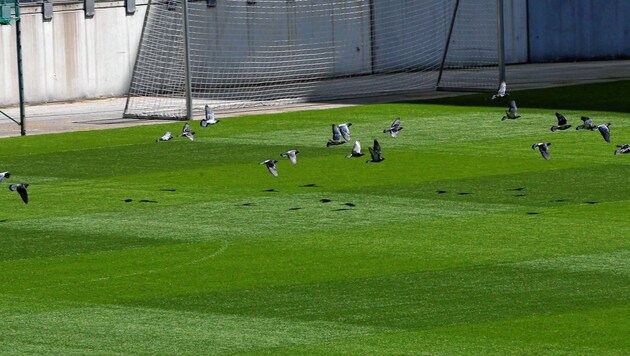 Noch grasen die Tauben friedlich auf dem Rasen des Klagenfurter EURO-Stadions, am Freitag müssen sie den heimischen Kickerstars weichen (Bild: Kuess)