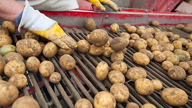 Rekordernte führte zu starkem Preisrückgang bei den Erdäpfeln.