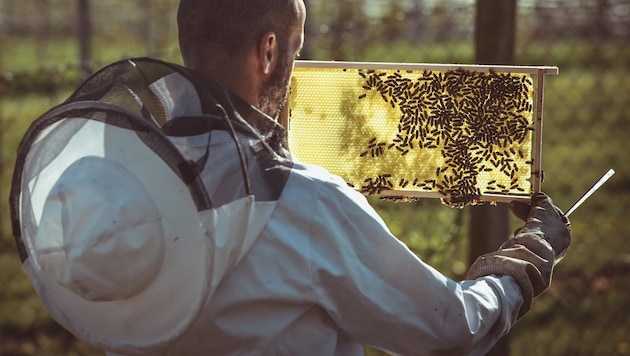 Bees produce forest honey from the excrement of tree lice. Heat and rain cause the honey to crystallize in the honeycombs. (Bild: Markus Wenzel)