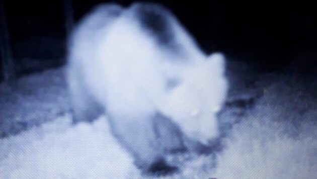 Dieser Bär tappte vor die Linse einer Wildkamera. (Bild: Zoom.Tirol)