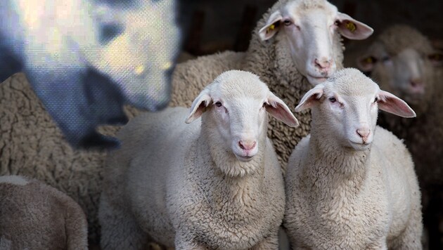 Schafe sollen ganz schlecht gehalten worden sein (Symbolbild). (Bild: Zoom.Tirol, stock.adobe.com, krone.at-Grafik)