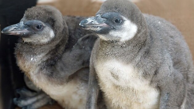 Diese beiden Jungtiere überlebten. (Bild: facebook.com/Zoo Dresden)