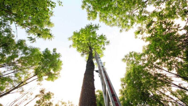 Wichtig für den klimafitten Wald sind Dickenwachstum und ein breites Spektrum an Baumarten. (Bild: Kärntner Waldpflegeverein)