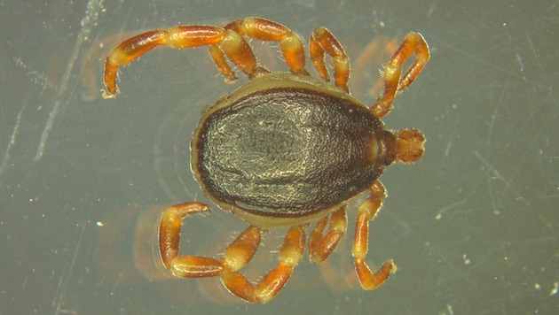 Striking: The striped legs of the Hyalomma tick (Bild: Universität Hohenheim / Marco Drehmann)