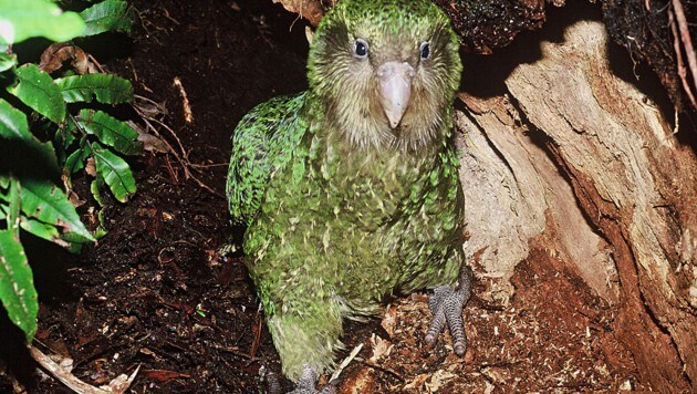 (Bild: New Zealand Department of Conservation)