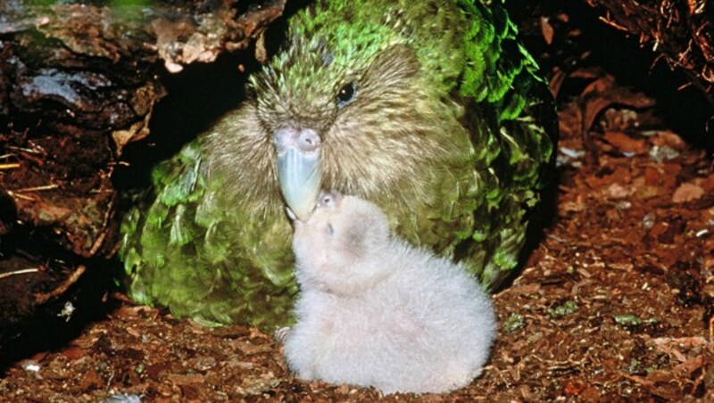 Ein Kakapo mit Nachwuchs (Bild: New Zealand Department of Conservation)