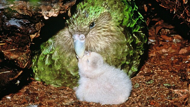 Kakapos gelten als stark bedroht und konnten bis vor kurzem nur auf „säugetierfreien“ Inseln überleben. Jetzt übersiedeln die pummeligen Papageien wieder auf das Festland. (Bild: New Zealand Department of Conservation)