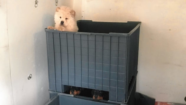 Die Hundewelpen, die bei einer Kontrolle in Telfs in ungesicherten Kisten wie dieser entdeckt wurden, sind mittlerweile im Tierheim Mentlberg. Die Kosten betragen 25 Euro pro Tag und Tier. (Bild: Zoll)
