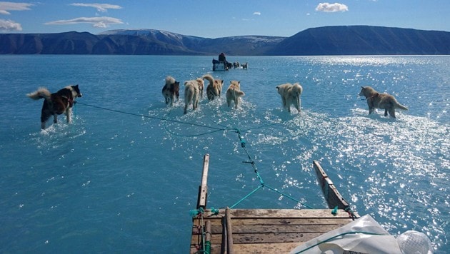 Schlittenhunde laufen über Wasser, weil das Eis schmilzt. (Bild: twitter.com/Steffen M. Olsen)