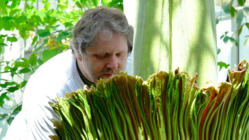 Die Titanenwurz verströmt einen penetranten Aasgeruch. (Bild: Universität Salzburg/Simon P. Haigermoser)