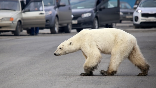 Bild der Klimakrise: Ein Eisbär, der Nahrung in Dörfern sucht. (Bild: AFP/Zapolyarnaya Pravda Newspaper/Irina Yarinskaya)