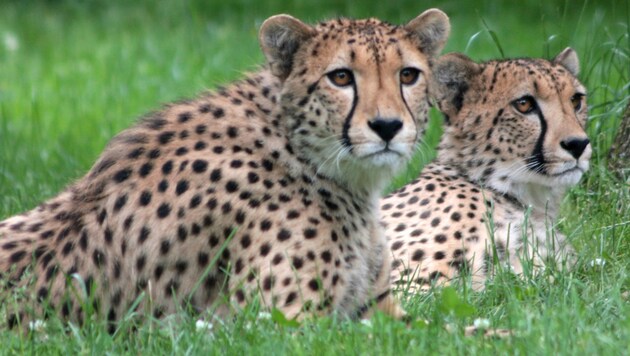 Die beiden Geparden-Brüder aus den Niederlanden (Bild: Zoo Salzburg)