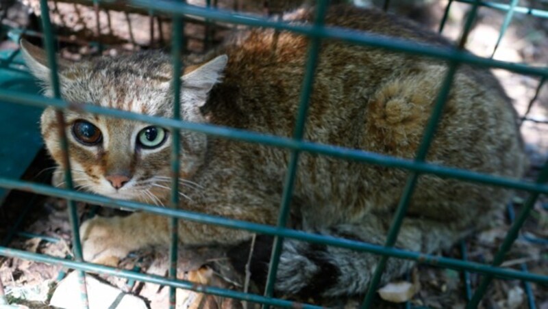 Der „Katzen-Fuchs“ ist von so viel Aufmerksamkeit nicht begeistert. (Bild: AFP or licensors)