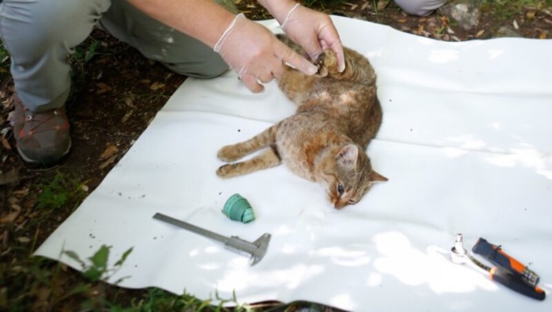 Forscher vermessen die neue Katzen-Spezies. (Bild: AFP )