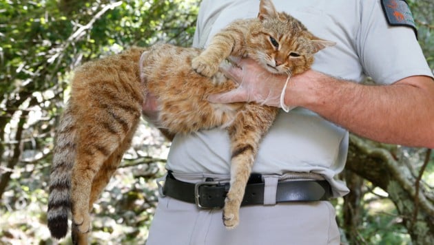 Der „Katzen-Fuchs“ ist mit 90 Zentimetern Länge größer als die gewöhnliche Hauskatze. (Bild: AFP)
